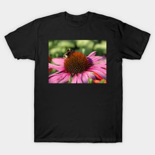 Foraging in Echinacea Purpurea T-Shirt